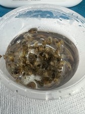 Live Freshwater Bladder Snails USA Seller