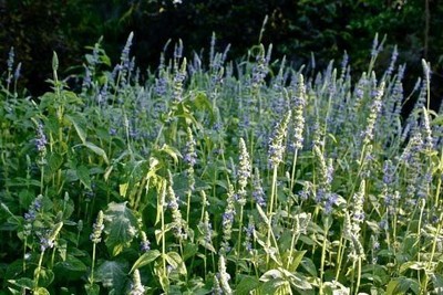 Yard Garden Outdoor Living Seeds Bulbs Plants Seeds Bulbs Salvia Hispanica 250 Seeds Chia