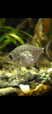 ( 5 Pack ) LIVE RED BELLY PIRANHA (NICKEL SIZE 1.5'')  (FREE SHIPPING)