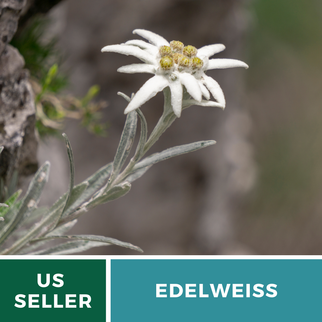 Edelweiss Seeds, Heirloom Alpine Medicinal Flower, USA Grown | eBay