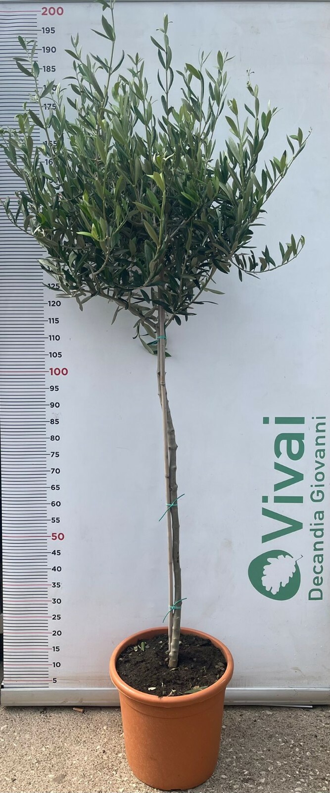 Foto 1 di 1