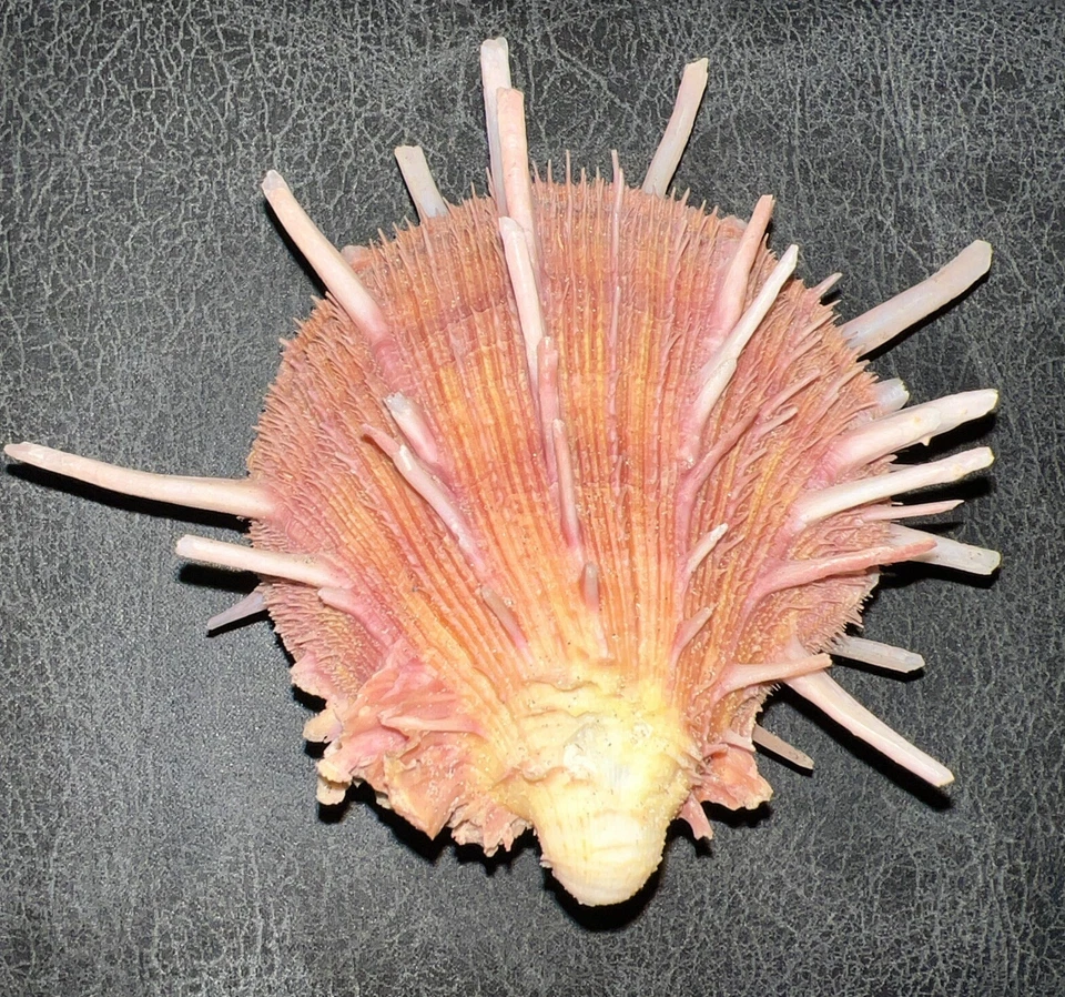 Spondylus Reesianus ( Spiny Oysters) Philippines, Approx. 3.5 X 4” - Image 2 of 4