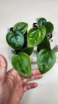 New Hybrid Anthurium cerrocampanense x Anthurium carlablackiae NSE seedling   | eBay