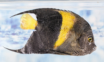 Angelfish  Aquarium fish specimen Taxidermy oddity collectible education craft