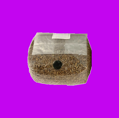 Oversized 10 lb sterilized rye berry grain mushroom spawn bag with 2