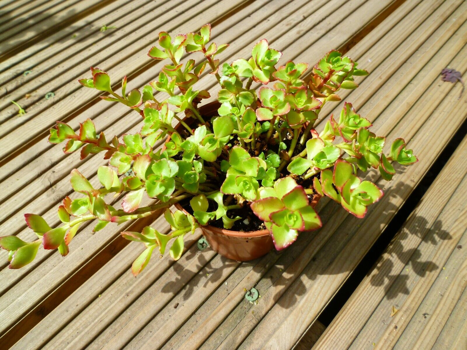 4 Pot Sedum Spurium Dragon S Blood Stonecrop Perennial Succulent Ground Cover For Sale Ebay