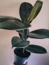 Ficus Abidjan - Rubber Plant |