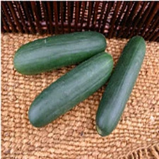 Rockingham Cucumbers Seeds (((25 Seed Packet))) (More Heirloom, Organic, Non GMO