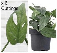 x6 Unrooted Cuttings | Epipremnum pinnatum - Cebu Blue Pothos | Indoor Plant 