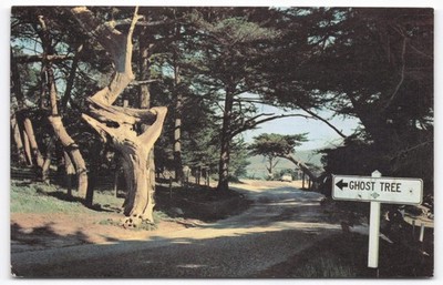 Vintage Ghost Tree Pebble Beach CA Postcard 17-Mile Drive Monterey Cypress 1970s