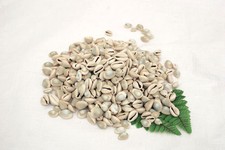 Kenyan Cowrie Shells  Uncut for Making Jewelry, Bag Decoration - 1 Kilo