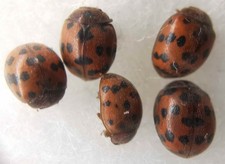 Coccinellidae Subcoccinella ladybird beetles 5 pcs from Southern Ukraine