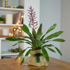 Aechmea Blue Rain Gift Wrapped - Exotic Bromeliad Indoor Houseplant Gift