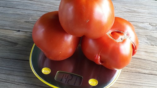 10 graines de tomate ancienne rare Rustique de Saint-Flour heirloom tomato m.bio - Picture 5 of 11