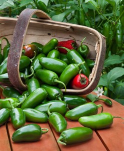 Fresh Green Mexican Jalapeno Chillies 400g Free Uk Post Ebay