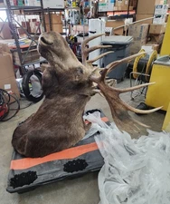 RARE Abercrombie & Fitch Moose Head Shoulder Mount 1999 Jonas Bros Taxidermy