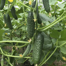 100 Cucumber Seeds BJORN F1      Enza Zaden Netherlands Early Hybrid FREE GIFT