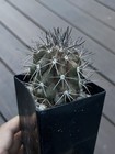 Copiapoa dura hybrid echinoides PURPLE SKIN Not eriosyce ariocarpus — photo 1