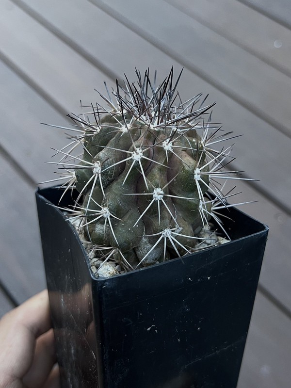 Copiapoa dura hybrid echinoides PURPLE SKIN Not eriosyce ariocarpus