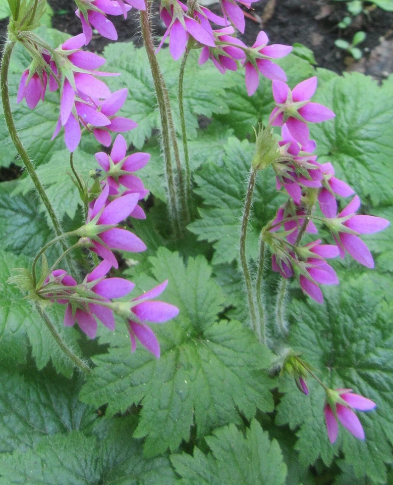 Primula Matthioli : 60 Seeds : syn. Cortusa Matthioli : Alpine Bells - Image 4 of 4