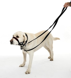 zooplus dog harness