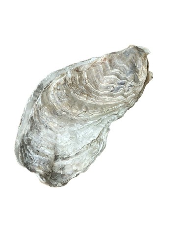 Large Oyster Shell 11” Long And 4 1/2” Wide Clean No Smell Dish With Flat Side - Picture 8 of 10