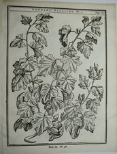 BOTANICA - fig.1755 - PIOPPO -  trattato degli alberi - DU MONCEAU - 4 tavole