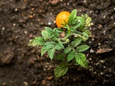 Orange Hat Yellow Dwarf Micro Tomato seeds - Heirloom/ 25 seeds / GMO FREE