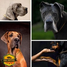 Gold Choker Dog Collar 2 Pack Heavy Metal Training Slip P Link Martingale L