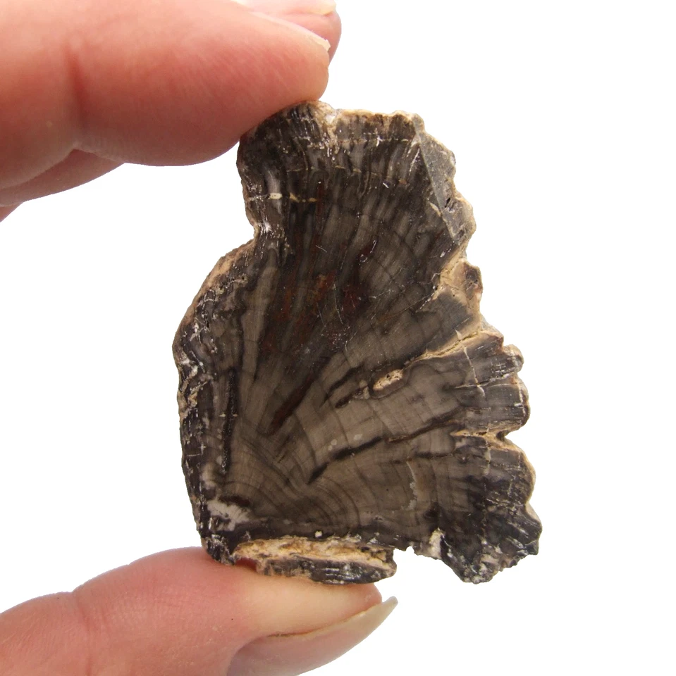 Fossil Petrified Wood Slice Madagascar Polished 4.5cm x 3cm 15g - Image 2 of 4