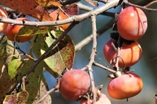 40+ American Native Persimmon Tree Seeds - Diospyros Virginiana #12