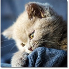 Doodlecards Cat Birthday Card British Shorthair Kitten