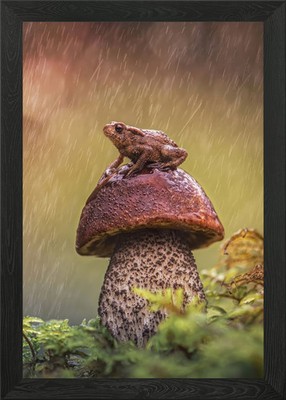 Frosch auf einem Pilz im Regen Gerahmtes Wandbild Poster Druck Bild