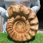 20.9LB Whole natural ammonite fossil conch crystal specimen healing — photo 3