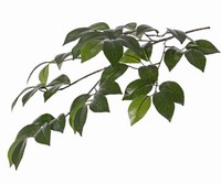 Artplants Deko Zweig Kamelienzweig Raven, GrüN, 70Cm