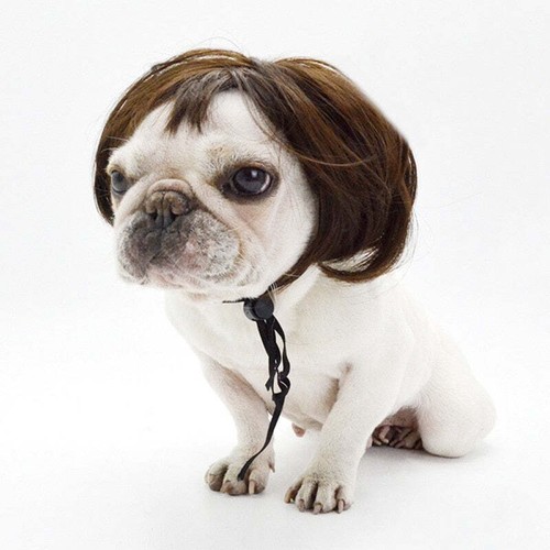 Pet Dog Costumes for Small Dog or Cat and used online as the Funny Karen Dog / C - Picture 11 of 11