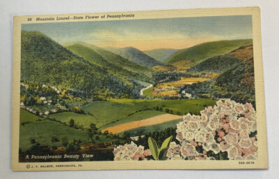 Vintage Postcard ~ Mountain Laurel State Flower Landscape View ~ Pennsylvania PA