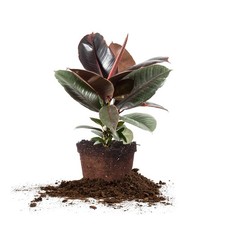 Variegated Rubber Plant Ficus Elastica 'Ruby' | Live Indoor Houseplant,