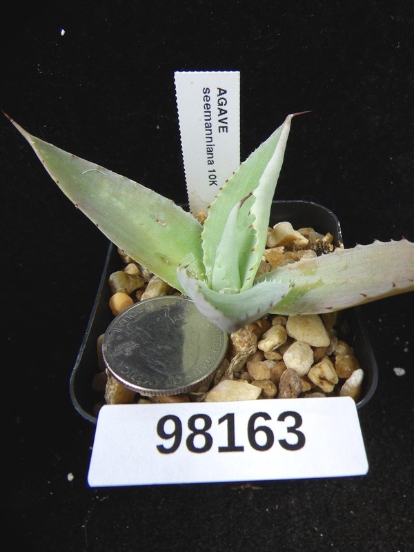 Agave seemanniana Live Succulent Cacti Cactus Plant 98163