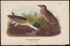 1890 Birds Of Pennsylvania Antique Print American Black Crowned Night Heron
