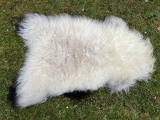 Nice New Real Light Icelandic Sheepskin/Hide/Rug - Taxidermy A Grade Skin 110cm