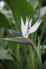 Strelitzia nicolai 10 Seeds   White Bird of Paradise Seeds   Ornamental Plant