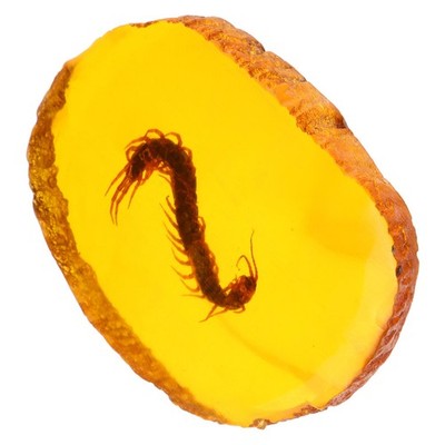 Bernstein-stein- Insekten-bernstein- Gravierte Halskette