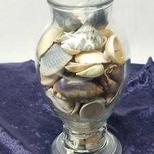 Sea Shells In A Decorative Clear Glass Jar Bottle Gift D cor