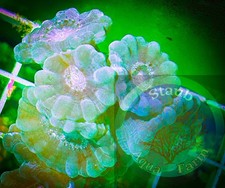 SAF "WYSIWYG" Green Candy Cane Coral frag, LPS, Soft,Colony, trumpet coral