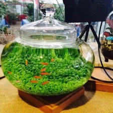 Fish Tank Plant Seed Aquarium Aquatic Water Grass Decor Garden Foreground Plant