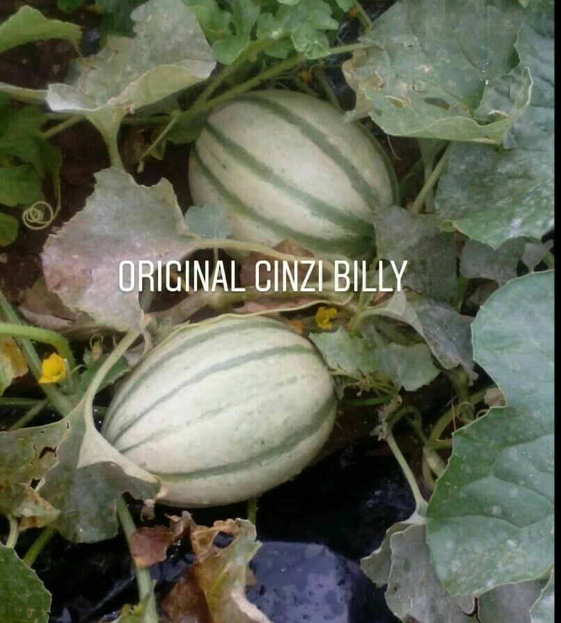 Semi Melone | Acquisti Online Su - Foto 7