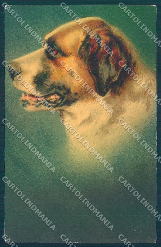 Animali Cane San Bernardo Pastello 615 Velluto Cartolina Cartolina TW1360