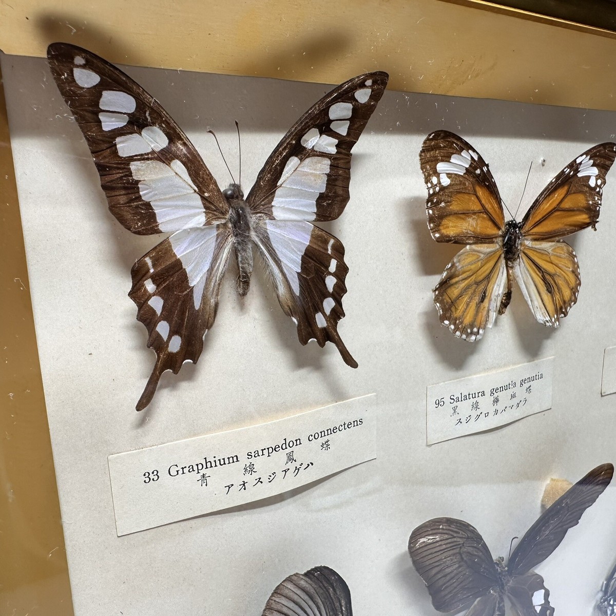 アンティーク　PACIFIC WILDLIFE2006 WowToyz® - Wild Animal Explorer Tube - 12pc – Pilots HQ LLC.