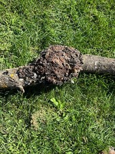 Cherry Burl Approximately 7 inches diameter